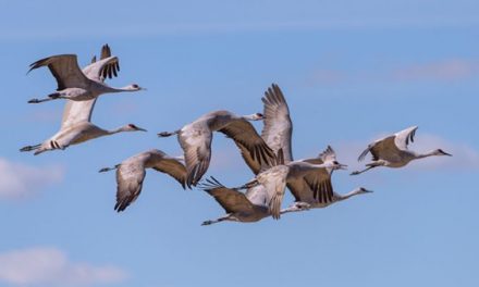 For the First Time in a Century, Alabama Will See a Sandhill Crane Hunting Season