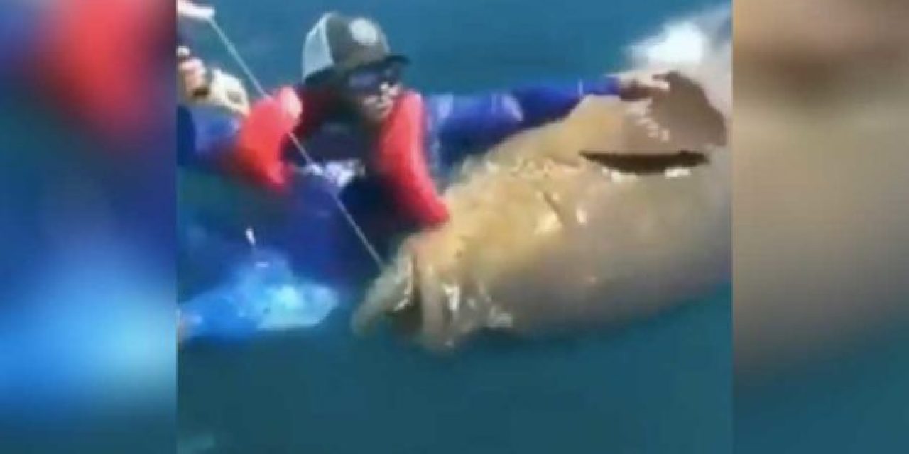 Man’s Reaction to Swimming With a Giant Grouper is Priceless