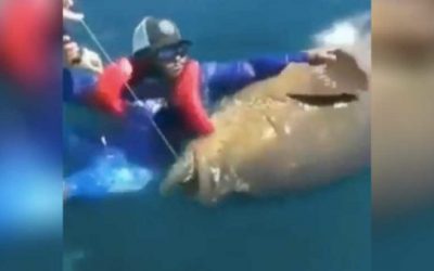 Man’s Reaction to Swimming With a Giant Grouper is Priceless
