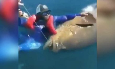 Man’s Reaction to Swimming With a Giant Grouper is Priceless