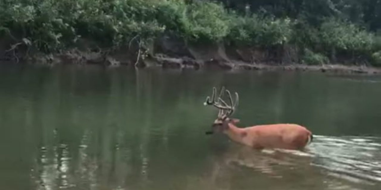 Mature Buck Seemingly Suffering From EHD Walks Straight to Its Death