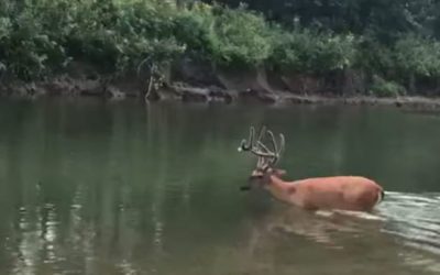 Mature Buck Seemingly Suffering From EHD Walks Straight to Its Death
