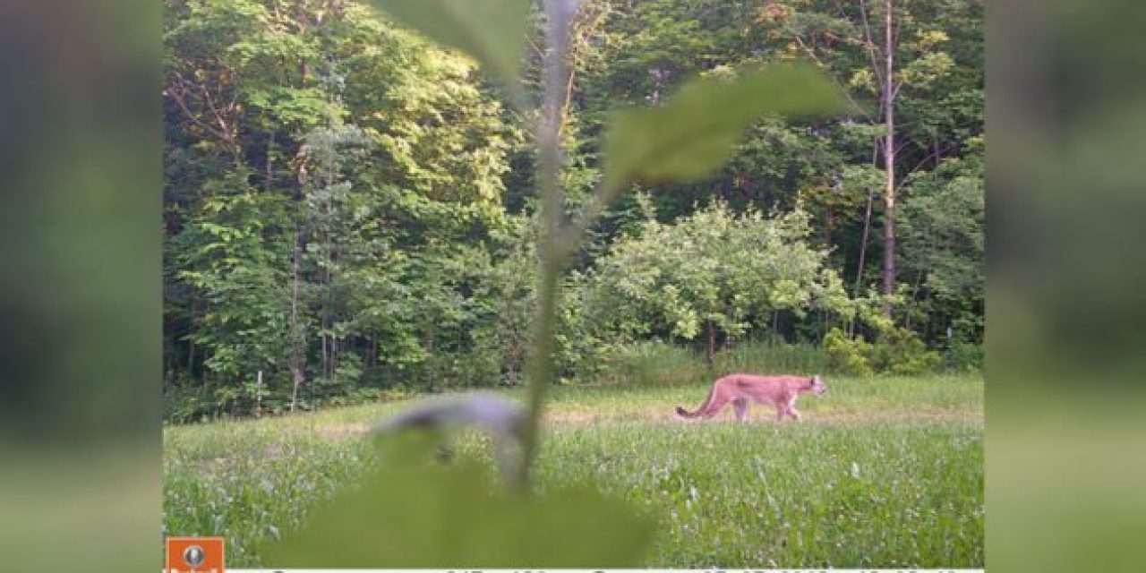 Michigan Cougar Pictured on Upper Peninsula Trail Cam Photo
