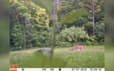 Michigan Cougar Pictured on Upper Peninsula Trail Cam Photo
