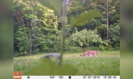 Michigan Cougar Pictured on Upper Peninsula Trail Cam Photo