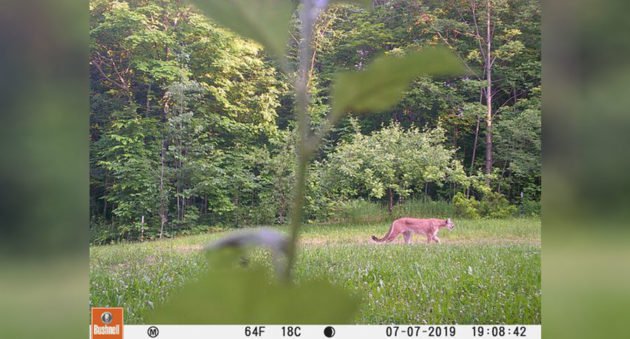 Michigan Cougar