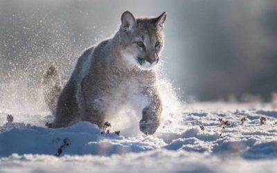 More Idaho Elk Are Killed By Cougars Than Wolves