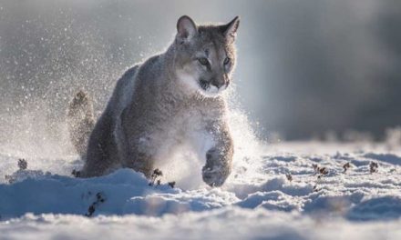 More Idaho Elk Are Killed By Cougars Than Wolves