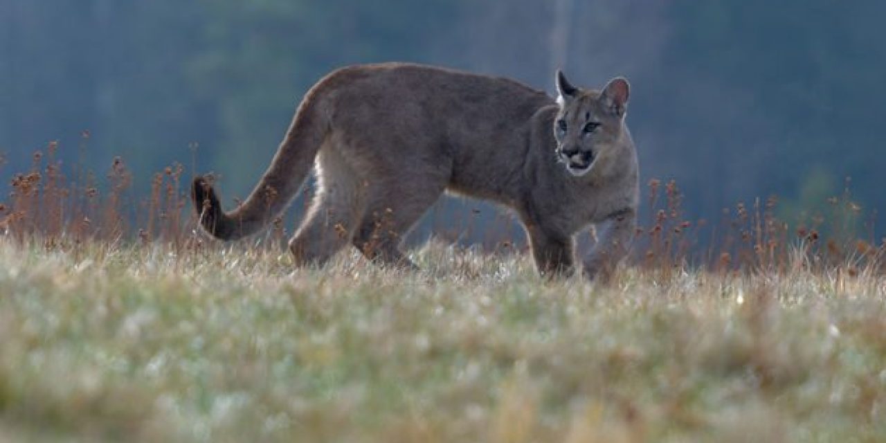 Mountain Lion Hunting: Where, When, and How to Hunt North America’s Big Cats