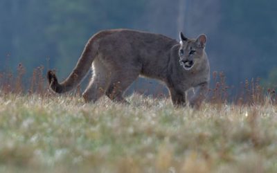 Mountain Lion Hunting: Where, When, and How to Hunt North America’s Big Cats