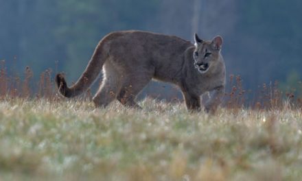 Mountain Lion Hunting: Where, When, and How to Hunt North America’s Big Cats