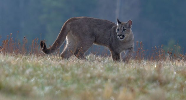 Mountain Lion Hunting