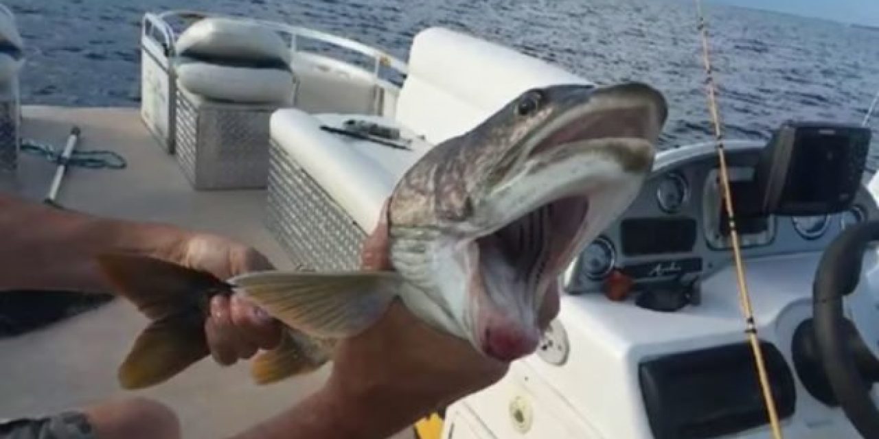 New York Woman Reels in Fish With Two Mouths