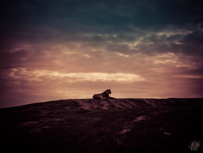 Today’s Photo Of The Day is “Upon Pride Rock” by Elie Wolf. Location: Serengeti National Park, Tanzania.