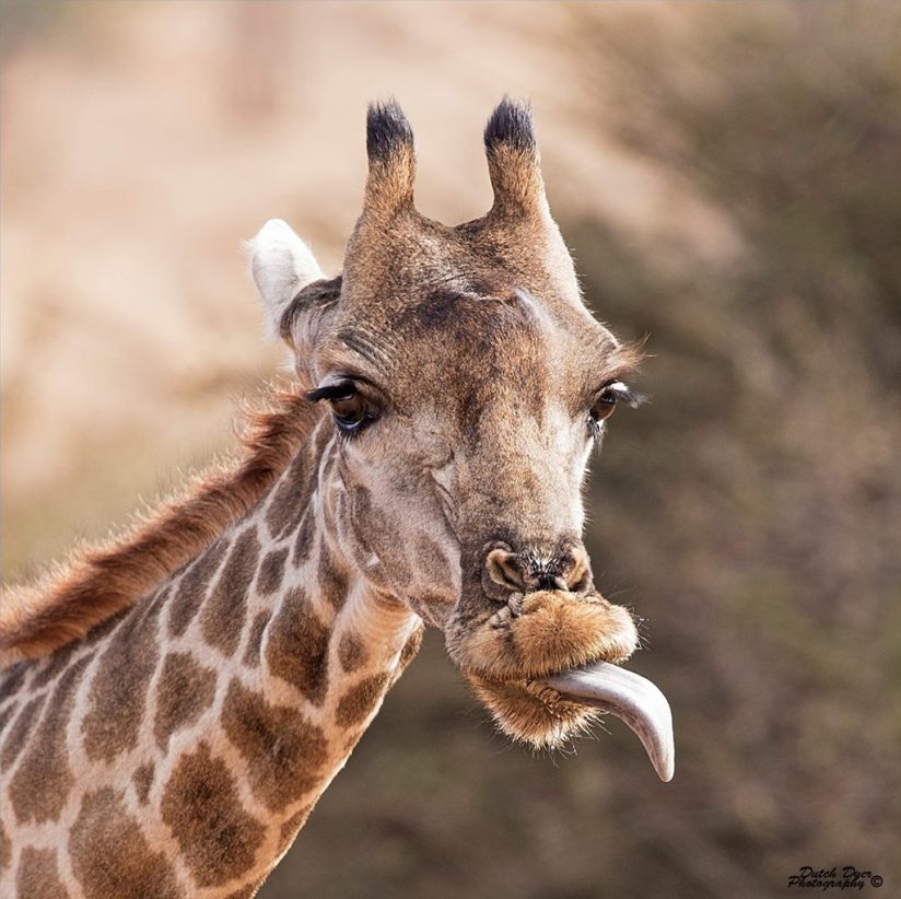 Today’s Photo Of The Day is “Giraffe-Attude” by Michael Dyer. Location: Pilanesberg National Park and Game Reserve, South Africa.