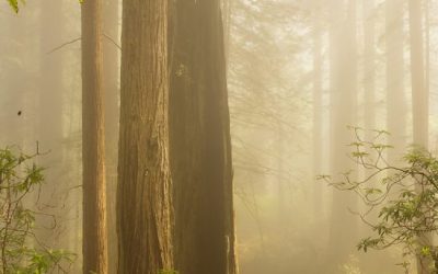 Photo Of The Day By Patricia Thomas