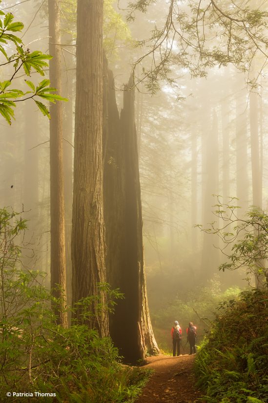 Today’s Photo Of The Day is “Feeling Small” by Patricia Thomas. Location: California.