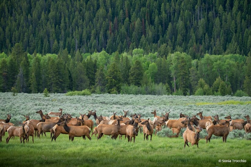Today’s Photo Of The Day is “Lines and Elk” by Sonia Trocchio. Location: Jackson, Wyoming.