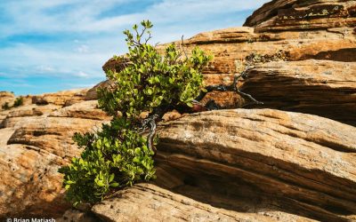 Photographing The Details Of The Landscape
