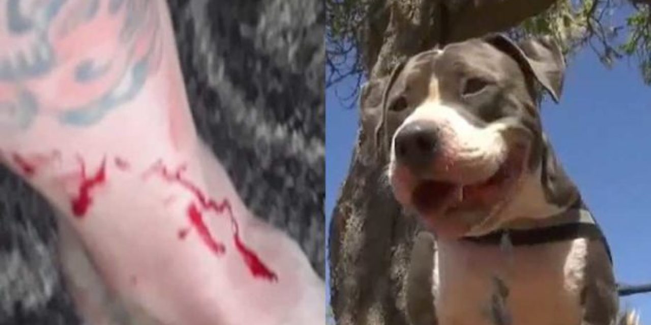Pit Bull Jumps to the Rescue After a Shark Bit into His Owner’s Leg