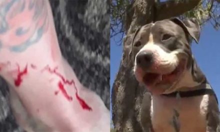 Pit Bull Jumps to the Rescue After a Shark Bit into His Owner’s Leg