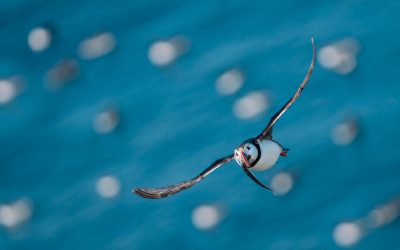 reCOMPOSE Podcast 061: Zooms Versus Primes For Wildlife