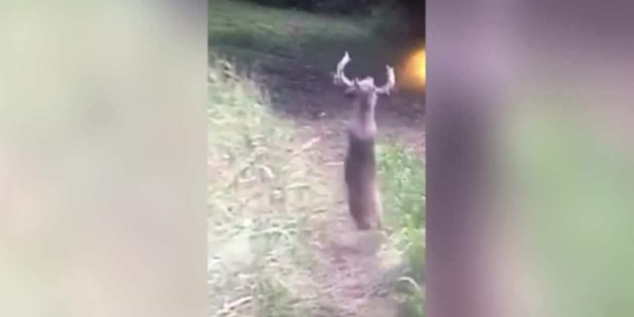 Remember the Monster Buck That Attempted a Backflip?