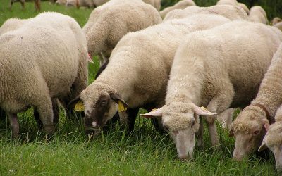 Sheep