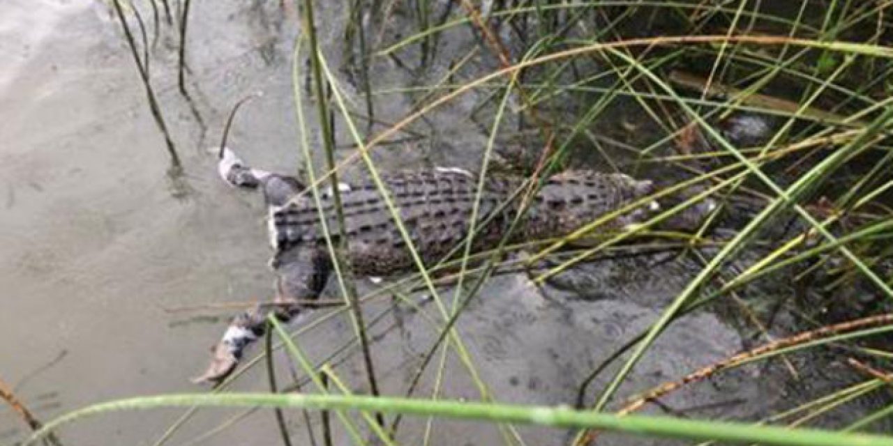 Texas Game Wardens Want to Know Who Cut the Tail Off an Alligator