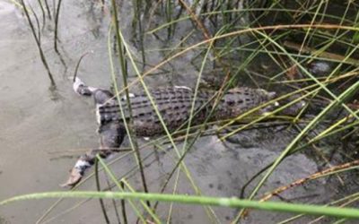 Texas Game Wardens Want to Know Who Cut the Tail Off an Alligator