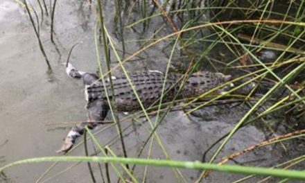 Texas Game Wardens Want to Know Who Cut the Tail Off an Alligator