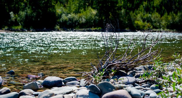 American River Fishing Spots