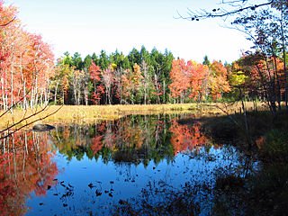 320px-Fall_Colors_on_Marsh_Island