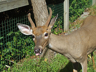 320px-Deer_on_Fire_Island_in_New_York