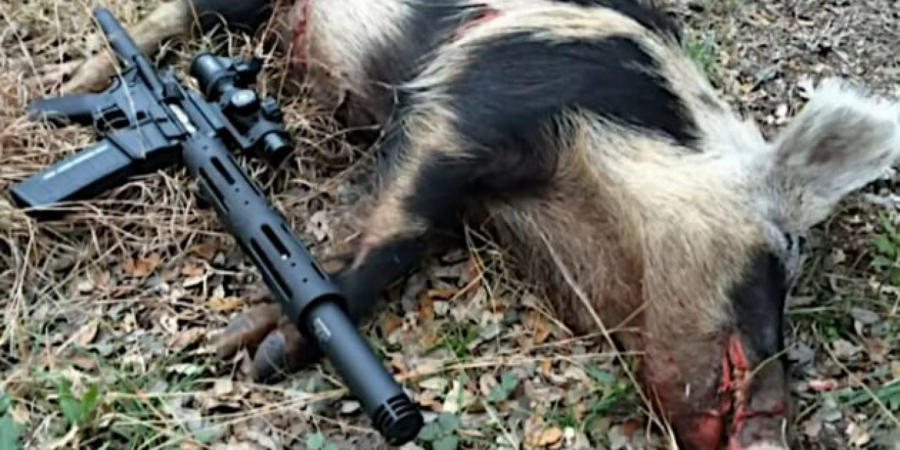 These Are Our 8 Choices for a Good Hog Hunting Gun