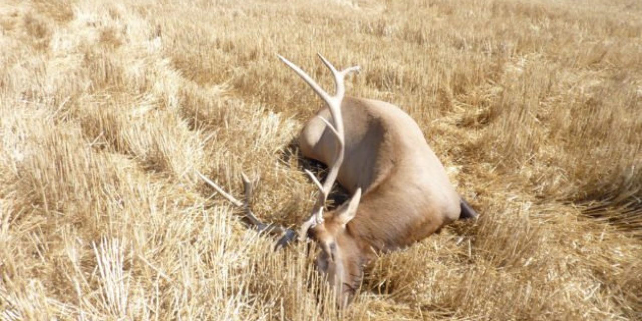 Third Dead Bull Elk Found in Montana This Week, Poaching Suspected