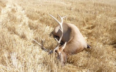 Third Dead Bull Elk Found in Montana This Week, Poaching Suspected