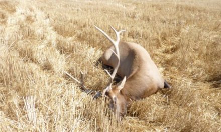 Third Dead Bull Elk Found in Montana This Week, Poaching Suspected