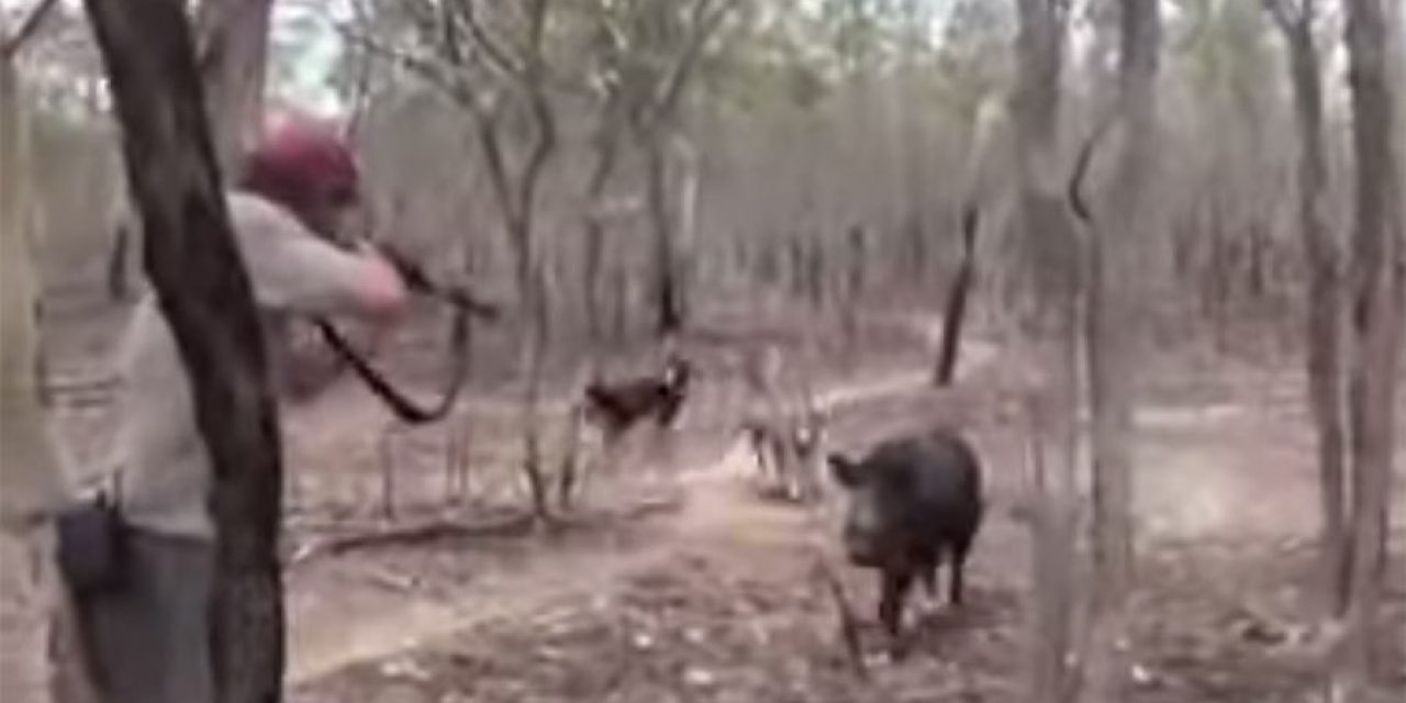 This Is What Happens When a Hog Hunt Goes Wrong