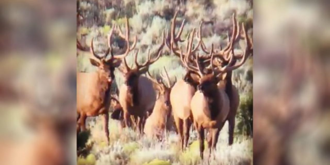 This Scene Will Make Any Elk Hunter’s Heart Skip a Beat