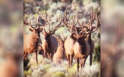 This Scene Will Make Any Elk Hunter’s Heart Skip a Beat