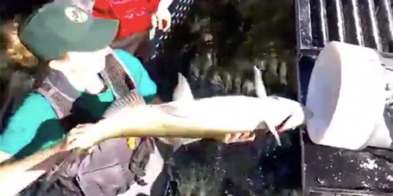 This Weird But Genius Salmon Cannon Will Help the Fish Complete Their Migration