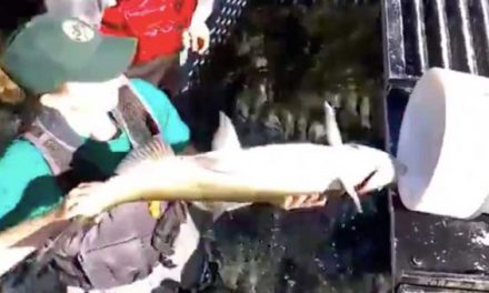 This Weird But Genius Salmon Cannon Will Help the Fish Complete Their Migration