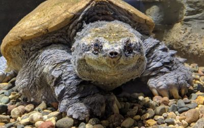 Turtle Men