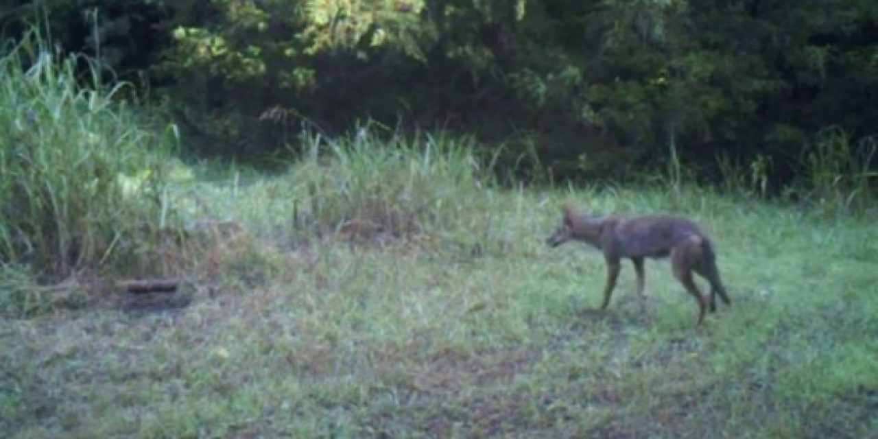 Watch This Foot Trap Snag a Coyote Before He Can Run