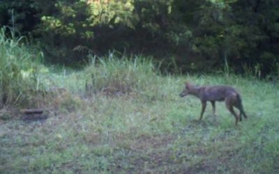 Watch This Foot Trap Snag a Coyote Before He Can Run