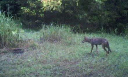 Watch This Foot Trap Snag a Coyote Before He Can Run