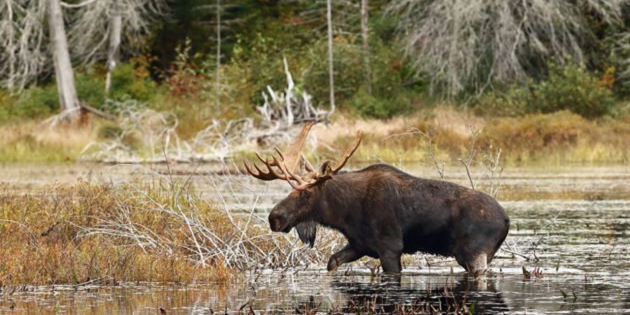 What Big Game Species Can You Hunt in Canada?