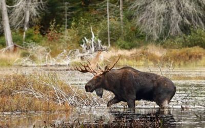 What Big Game Species Can You Hunt in Canada?