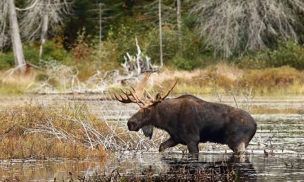 What Big Game Species Can You Hunt in Canada?